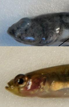 3.1 Eyes P. microps Eyes close together and set on top of the head (Henderson, 2015) G. flavescens Eyes large, separated, set on side of head (Henderson, 2015). Figure 10: Eye positions of P.