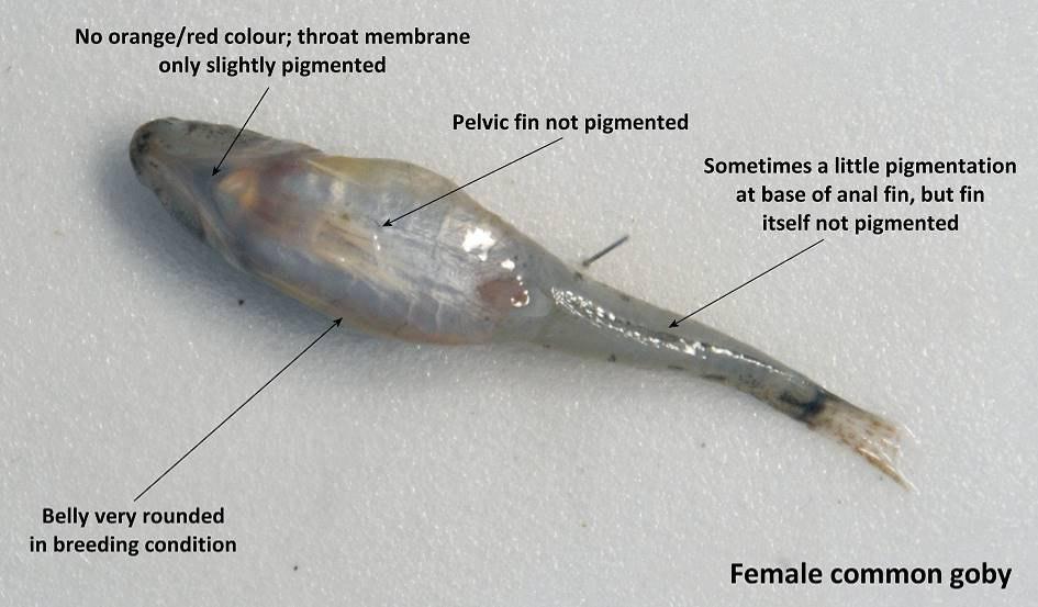 Figure 14: Features of mature male P. microps, including the spot low down on the 1st dorsal fin. Figure 15: Features of female common goby (P. microps).