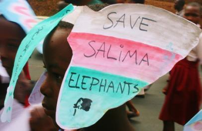 Malawi s president Madam Joyce Banda was in USA when the Clinton foundation pledged 80 million USD to save elephants from extinction.