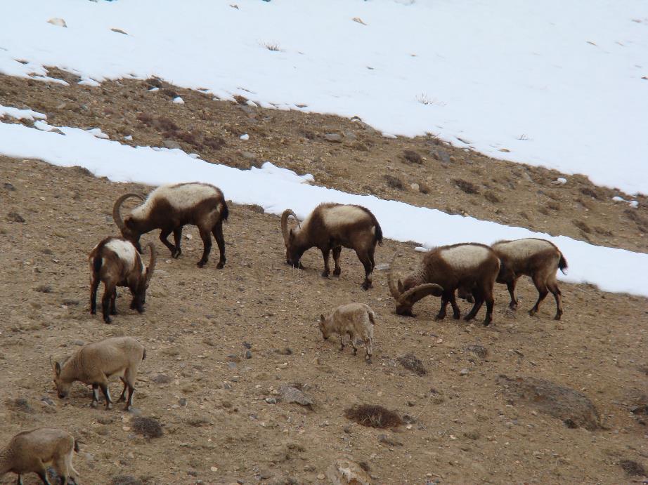 Siberian ibex in Xinjiang, China (Zhu et al., 2016, Xia et al.