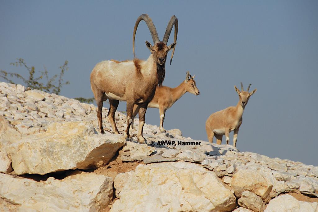 Wild goats and wild sheep, Iran (Marashi et al 2017) PPRV confirmed in wild goats (Capra aegagrus) and wild sheep (Ovis orientalis) PPR-like signs, high mortality six national parks
