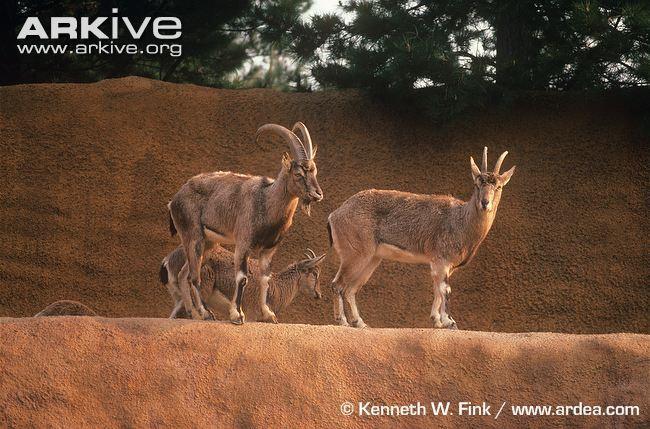 hartebeest, topi Antelopes gazelle, saiga African buffalo, eland Caprines; ibex, wild