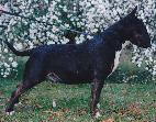 ROM 107 Shirvin Uncanny Star Female DOB: 14Oct97 Sire: Bullroy Im The Ruler Dam: Shirvin Royal Ovation Owner/Breeder: V & S Healand ROM 106 Ch Rijiaca Only the Brave Male DOB: 18Oct97 Sire: