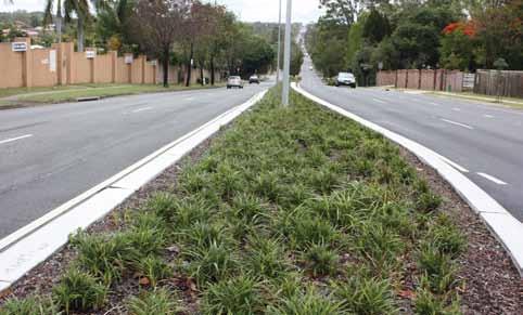 best landscape Dianellas for Queensland. Empire (right) in a front yard at Brisbane.