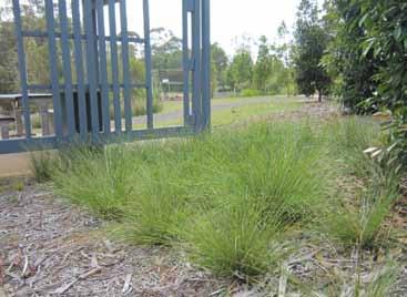 It is very fast establishing and is extremely drought tolerant.
