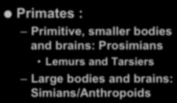 Primate Phylogeny Primate