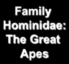 Family Hominidae: The