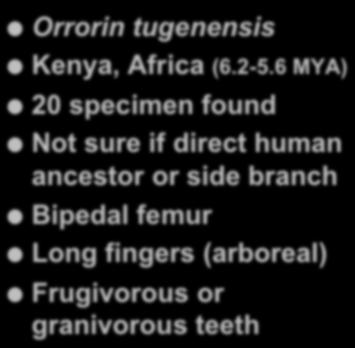 tugenensis Kenya, Africa (6.2-5.