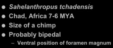 Africa 7-6 MYA Size of a chimp