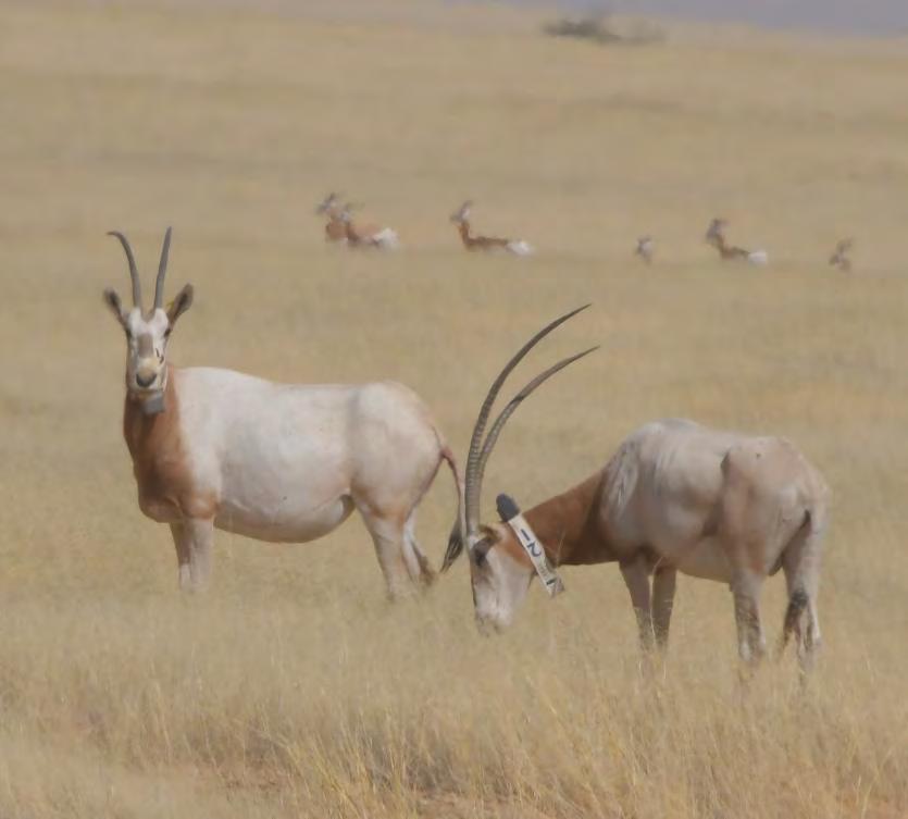 success + + + The oryx reintroduction project is currently a success Species such as the Critically Endangered dama gazelle have benefitted The vast but