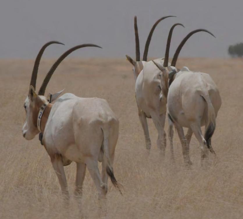 follow the oryx saharaconservation.org www.ead.