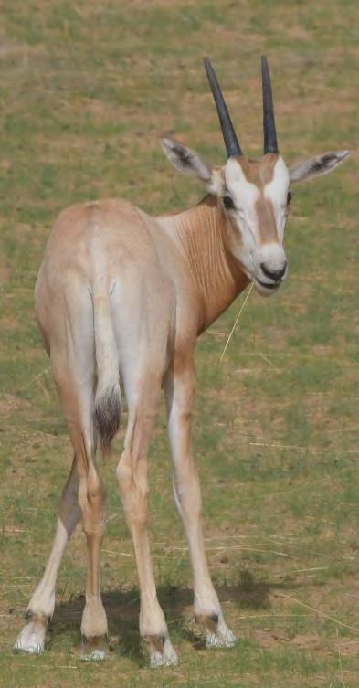 in a nutshell On August 16, 2016, scimitar-horned oryx returned to the wild after an absence of over 30 years.