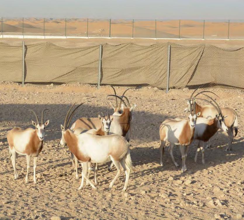 thanks to captive-breeding Thankfully, many oryx can be found in captivity, underlining the vital role zoos and private