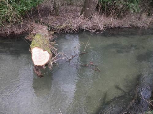 Photo 3. A half fallen tree skillfully topped. An ideal method for creating pool habitat and great lying up opportunities for adult trout.