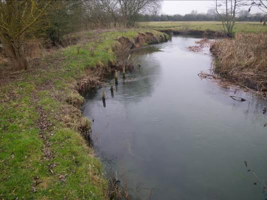 Photo 9. The outside of the bend eroding, possibly in response to the removal of the stop log downstream.