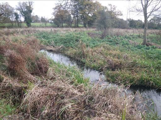 A section of channel where reed encroachment is beginning to close