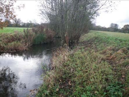 A section of channel which works well. A lightly grazed margin creating a low level berm below a section of naturally pinched channel.