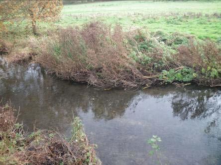 Strimming river banks in the autumn is an activity often carried out on some sections of Hampshire chalkstream but is a practice that is damaging to habitat for small wild trout.