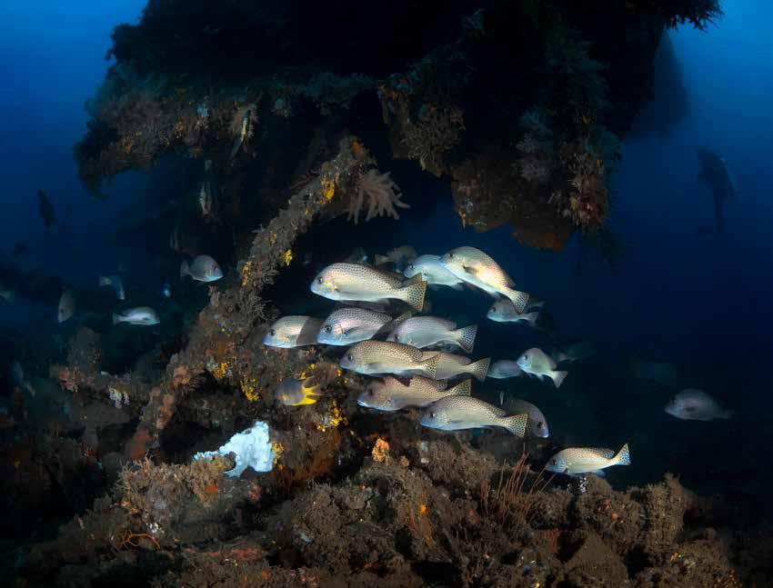 Maybe your sense of adventure includes a lust for rust and the mystery and drama of historic shipwrecks; well in this case head towards the southern end of the Lembeh Strait and the bustling