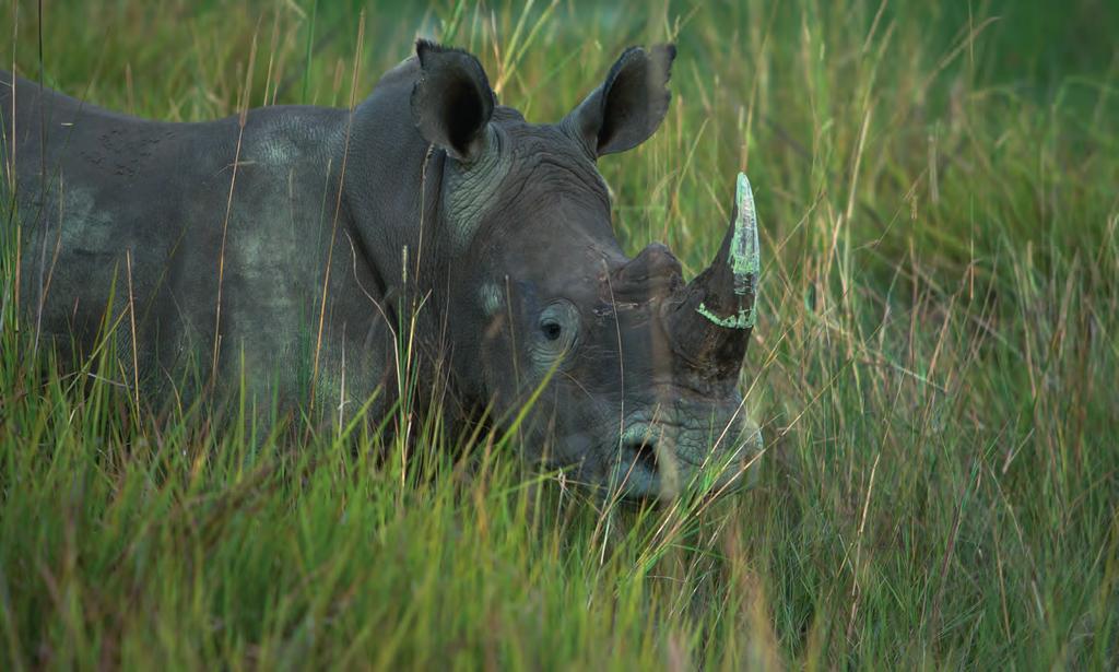 DAY 11 CHIEF S CAMP OKAVANGO DELTA The Botswana government, and some of its private partners, have been shepherding the return of white and black rhinos onto Chief s Island and into other areas of