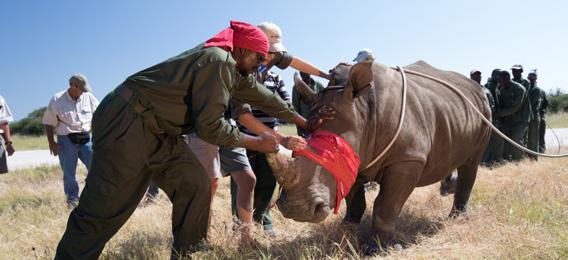 Their tireless commitment to safeguarding the relocated rhino ensures each individual animal is provided the best possible chance of establishing themselves in the wild.