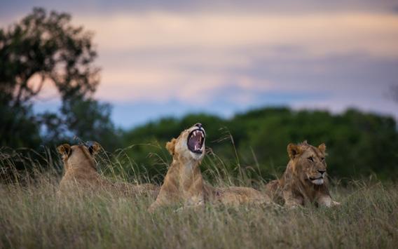 Land for Lions is a program initiated by the Great Plains Foundation with the goal of funding big cat conservation programs that address the project s three key focal points: securing, expanding and