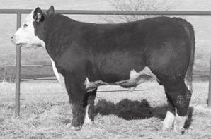 9 54 76 15 42 This bull sold in last year s sale for $7,000 to Steven Birkholtz in South Dakota.