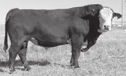 Feltons Balder 1905 JN Baldee 126 Jn Balder 8079 HB000856 Vermilion 7337 george 3976 SR MS Mark Dom 5116 reference SirES +5.2 +50 +82 +16 +41 His dam was our top indexing cow.