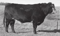 His daughters are fertile and make great cows. He represents 6 generations of J&N Ranch breeding.