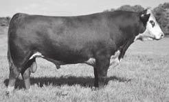 He is our highest total maternal bull and his calves rank in the top 2% of the breed for yearling weight. That makes him the best breeding son of 6449 we have had.