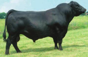 57D {B/R New Design 323 {H F Ruby 036-951 {Connealy Lead On {Altune of Conanga 6104 {G A R Grid Maker {Riverbend Blackbird 2204 PRODUCTION B/R NEW DAY, sire of VAR Reserve 1111 Overall EPD