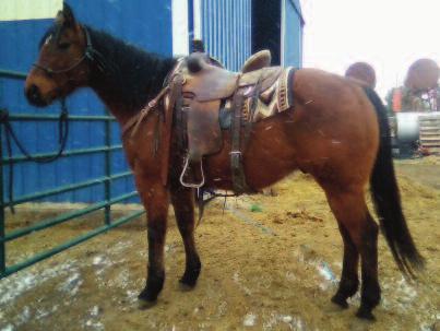 Luke VanderMay Horse Consignment #1 Doc Bay Gelding Doc is a 10 year old, grade 14.3h tall bay gelding. He has been ranched on his whole life and rides quiet and gentle.