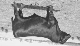 Precision 1680 {G A R Ext 2928 {Leachman Right Time {Marcys 94 Ethelda E 90 Sire of LT Celtic 3094 Celtic was high selling Earnan son at Lindskov Thiel sale in 2014.