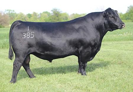 Featured Sires Connealy Comrade 1385 #17031465 CED BW WW YW SC 17-3.8 47 91.28 Milk CW Marb RE $W 36 25 1.10.105 80.