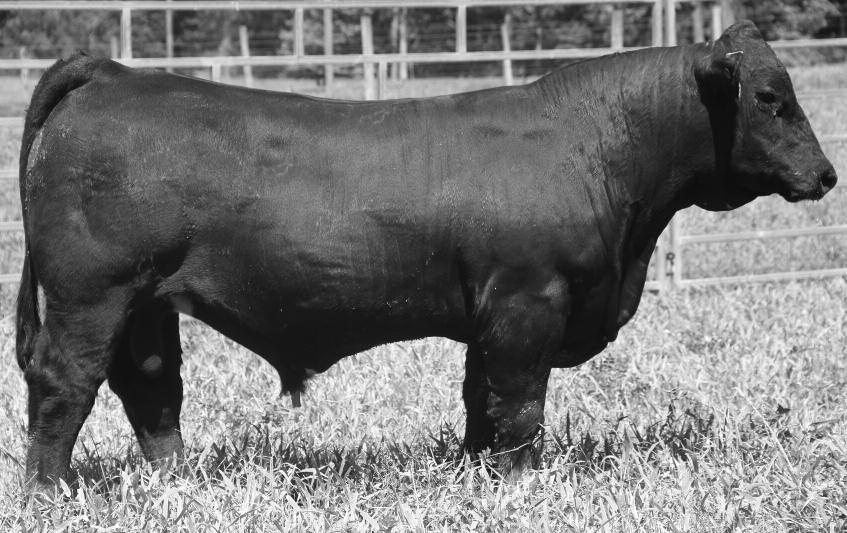 39 SCE Power Play C218 #3080057 Tattoo: C218 BD: 9/18/15 Double Polled, Heterozygous Black Purebred Simmental SCE BLACKOUT Y901 CNS DREAM ON L186 LLL SARAHS DELIGHT MISS CCF X218 RC CLUB KING