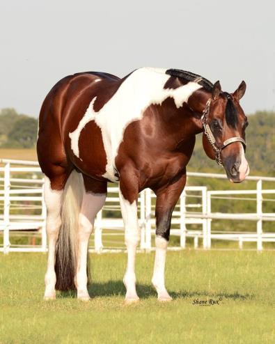 American Paint Horse Key Indicators: Stockier build, heavier muscling, lower head carriage, typey, triangular face,