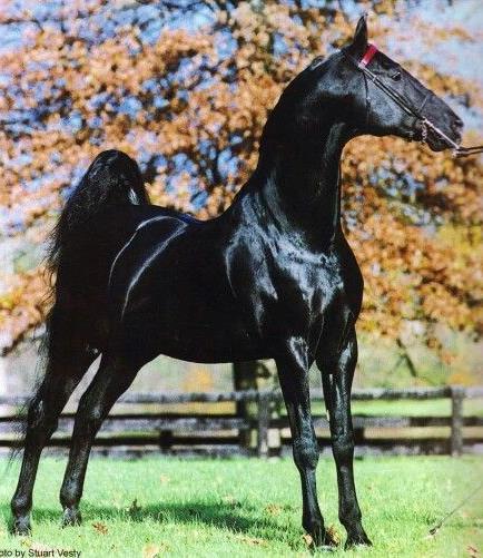 American Saddlebred Key Indicators: Upright head carriage, strong profile in the face,