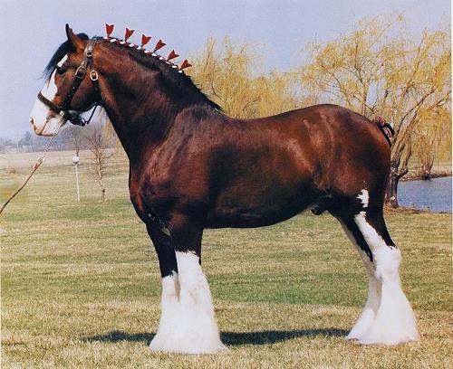 Clydesdale Key Indicators: Draft horse, large bodies capable of long heavy