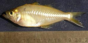 Trichogaster fasciatus