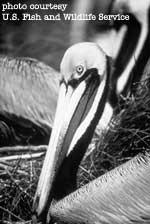 1903: Pelican Island is first wildlife refuge 1904: 51 more refuges established