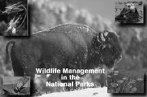 wildlife ecology Wildlife Management with an ecosystem