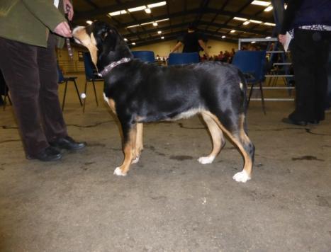 KC Name Springhaze Inspiration at Alpencrest Owners Name Ms Sheila Tickle & Ms Cynthia Bailey Breeders Name Mr & Mrs S M Brailey 18th Jan 2014 Manchester Championship Show 2nd PB AV Import Reg Mr