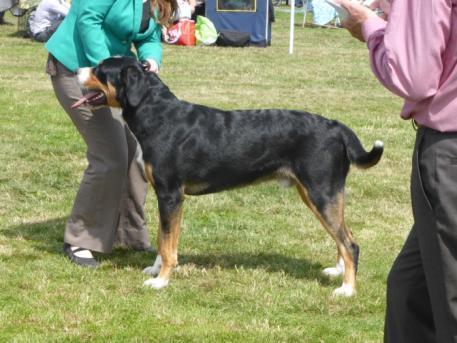 KC Name Springhaze Ice Cool at Pendower Owners Name Mrs Anne Barry Breeders Name Mr & Mrs S M Brailey 12th July 2014 NWPB Assoc Championship Show 1st JD + BD + BOB AV Import Reg