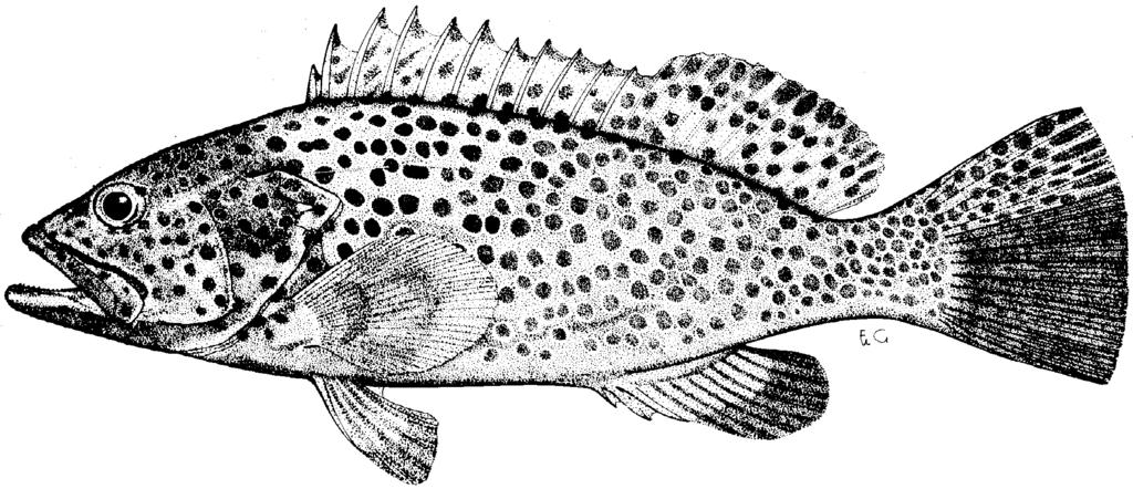 Synonyms: Serranus variolosus (non Valenciennes): Bleeker, 1849:35 (Indonesia). Epinephelus Dayi Bleeker, 1875:47 (based on Serranus Waandersii [non Bleeker]: Day, 1875:12, pl. 8, fig.