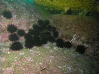 More Urchins at Merricks Reef, the only large invertebrate life in the barrens are urchins and some