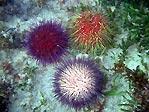 Long-Spined urchins have caused a major environmental problem on the East Coast of Tasmania and appear to be breeding out of control at
