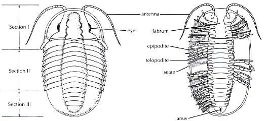 Trilobite Anatomy subphylum Cheliceriformes two tagmata the anterior PROSOMA (cephalothorax) the posterior OPISTHOSOMA (abdomen)s CHELICERAE the most anterior appendages on the prosoma are modified