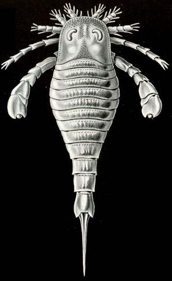 subclass Merostomata, order Eurypterida sea scorpions