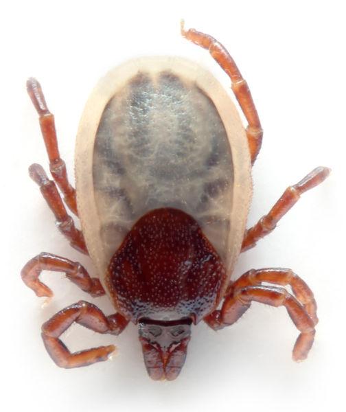 subclass Arachnida spiders, scorpions, ticks, mites, whip