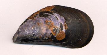 ca/biology/dinnes/mussels/mussel.
